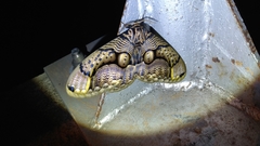 Brahmaea wallichii insulata