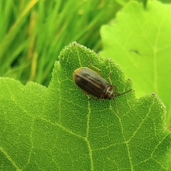 Coleoptera