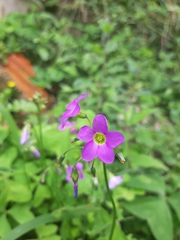 Oxalis latifolia