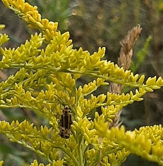 Trirhabda canadensis