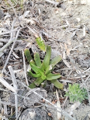 Crassula nudicaulis