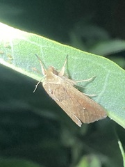 Mythimna unipuncta