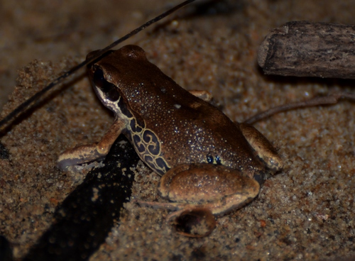 Silver Long-Fingered Frog