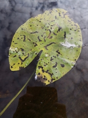 Nuphar lutea