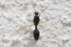 Myrmicinae