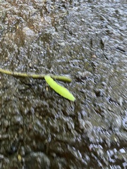 Phlogophora meticulosa