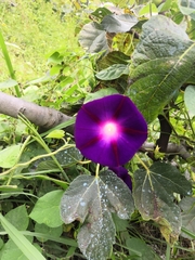 Ipomoea