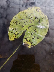 Nuphar lutea