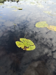 Nuphar lutea
