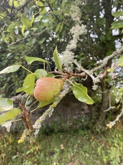 Pyrus communis