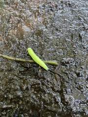 Phlogophora meticulosa