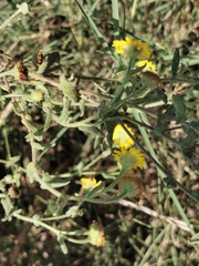 Pulicaria dysenterica