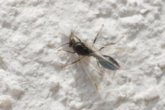 Myrmicinae