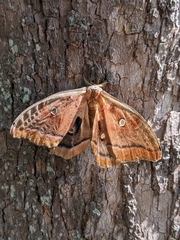 Antheraea polyphemus