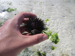 Stomopneustes variolaris