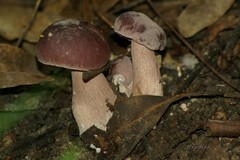 Tylopilus rubrobrunneus