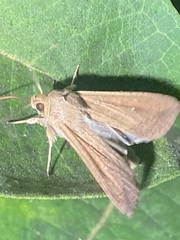 Mythimna unipuncta
