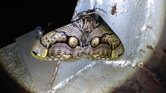 Brahmaea wallichii insulata