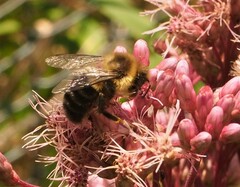 Eutrochium maculatum