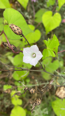 Ipomoea lacunosa