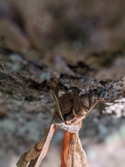Antheraea polyphemus