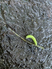 Phlogophora meticulosa