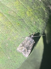 Lacinipolia olivacea