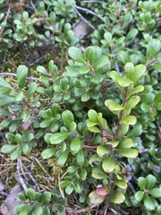 Arctostaphylos uva-ursi