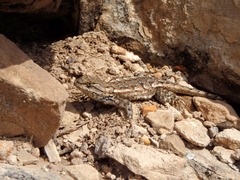 Sceloporus consobrinus