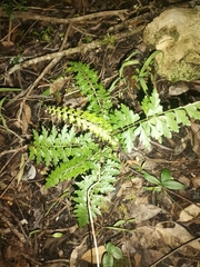 Asplenium aethiopicum
