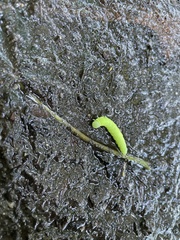 Phlogophora meticulosa