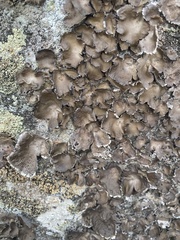 Umbilicaria muhlenbergii