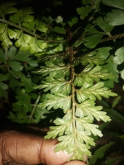 Asplenium aethiopicum
