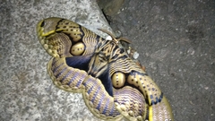 Brahmaea wallichii insulata