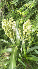 Sorghum bicolor