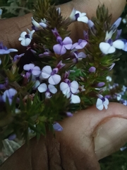 Muraltia satureioides