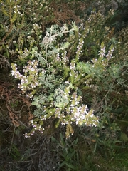 Muraltia satureioides