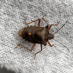 Pentatoma rufipes