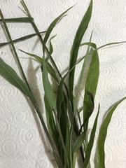 Paspalum