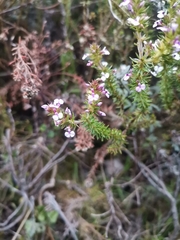 Muraltia satureioides