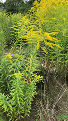 Solidago