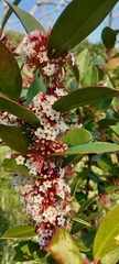 Acokanthera oppositifolia