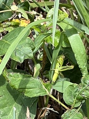 Dichromorpha viridis