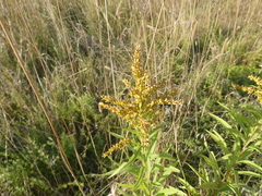 Solidago