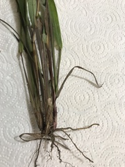 Paspalum