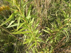 Solidago