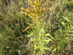 Solidago