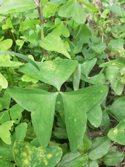 Oxalis latifolia