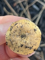 Tricholoma equestre