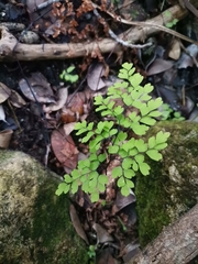 Adiantum